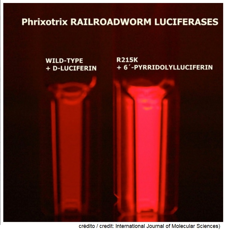 Brazilian researchers obtain more efficient red bioluminescence