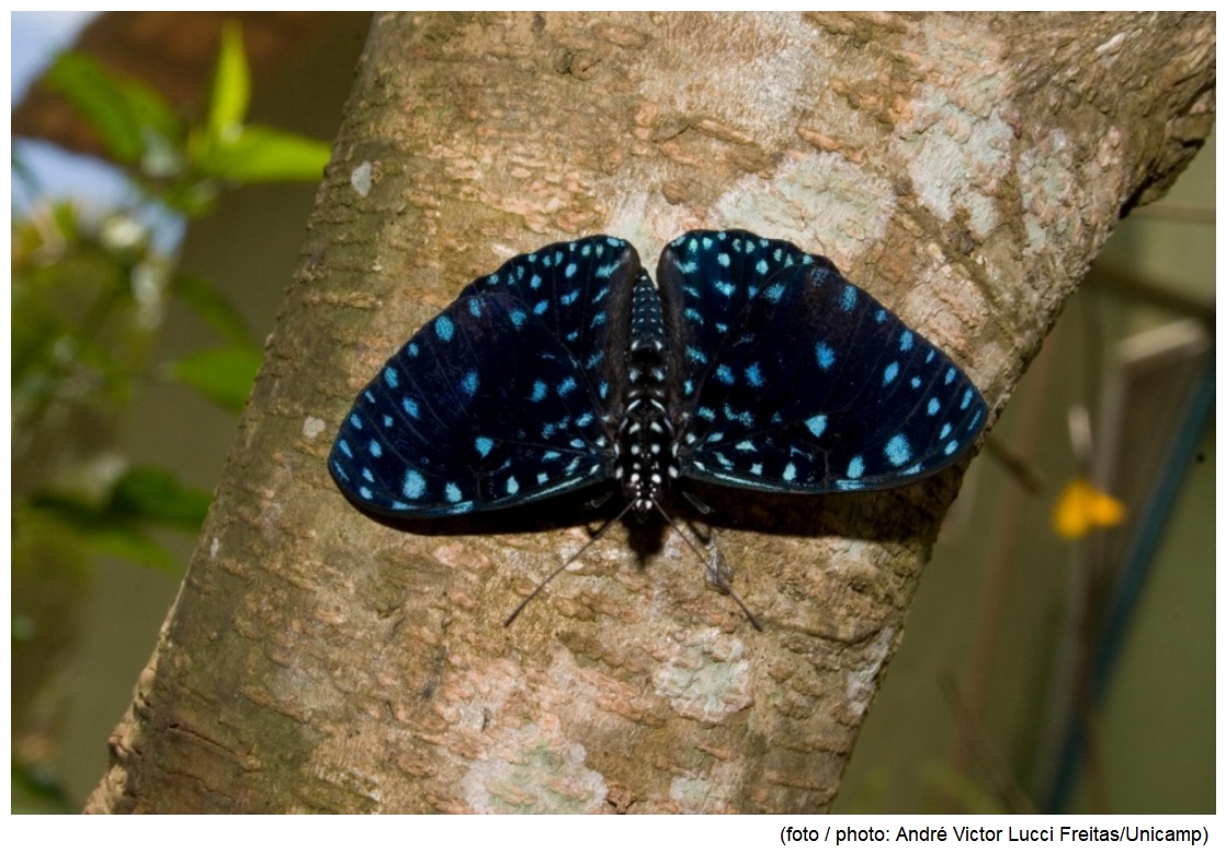 Mapping of butterfly species distribution in Atlantic Rainforest areas identifies conservation priorities