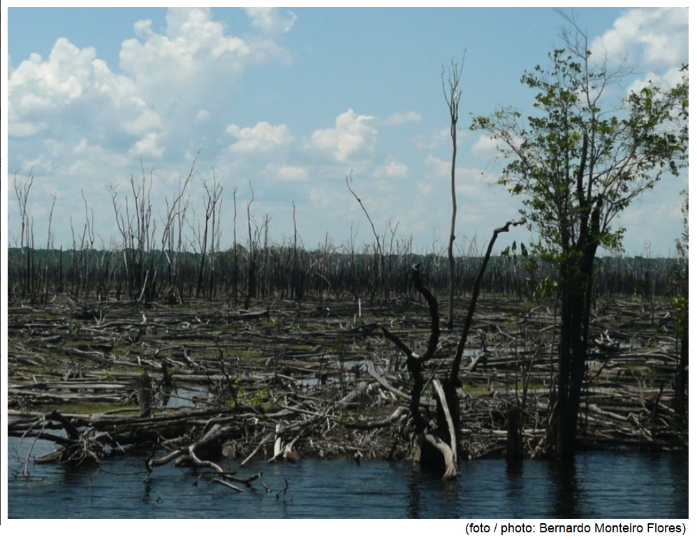 Forest fires drive expansion of savannas in the heart of the Amazon