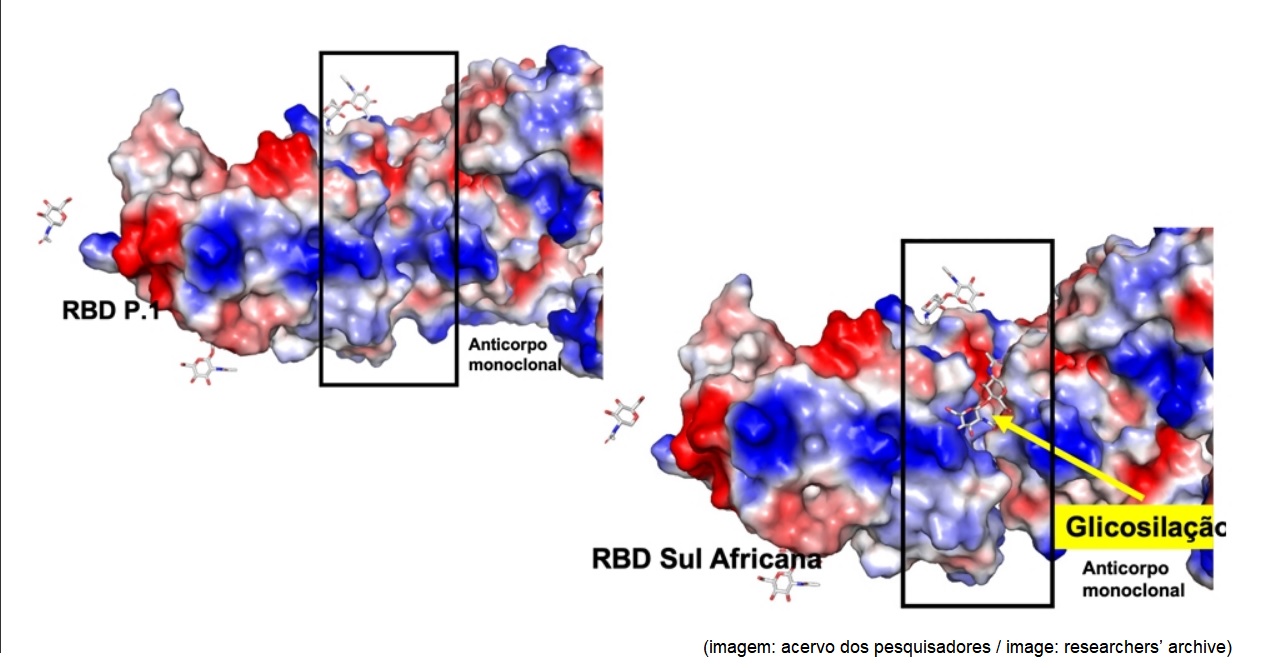 Researchers describe possible immune escape mechanism for South African variant of novel coronavirus