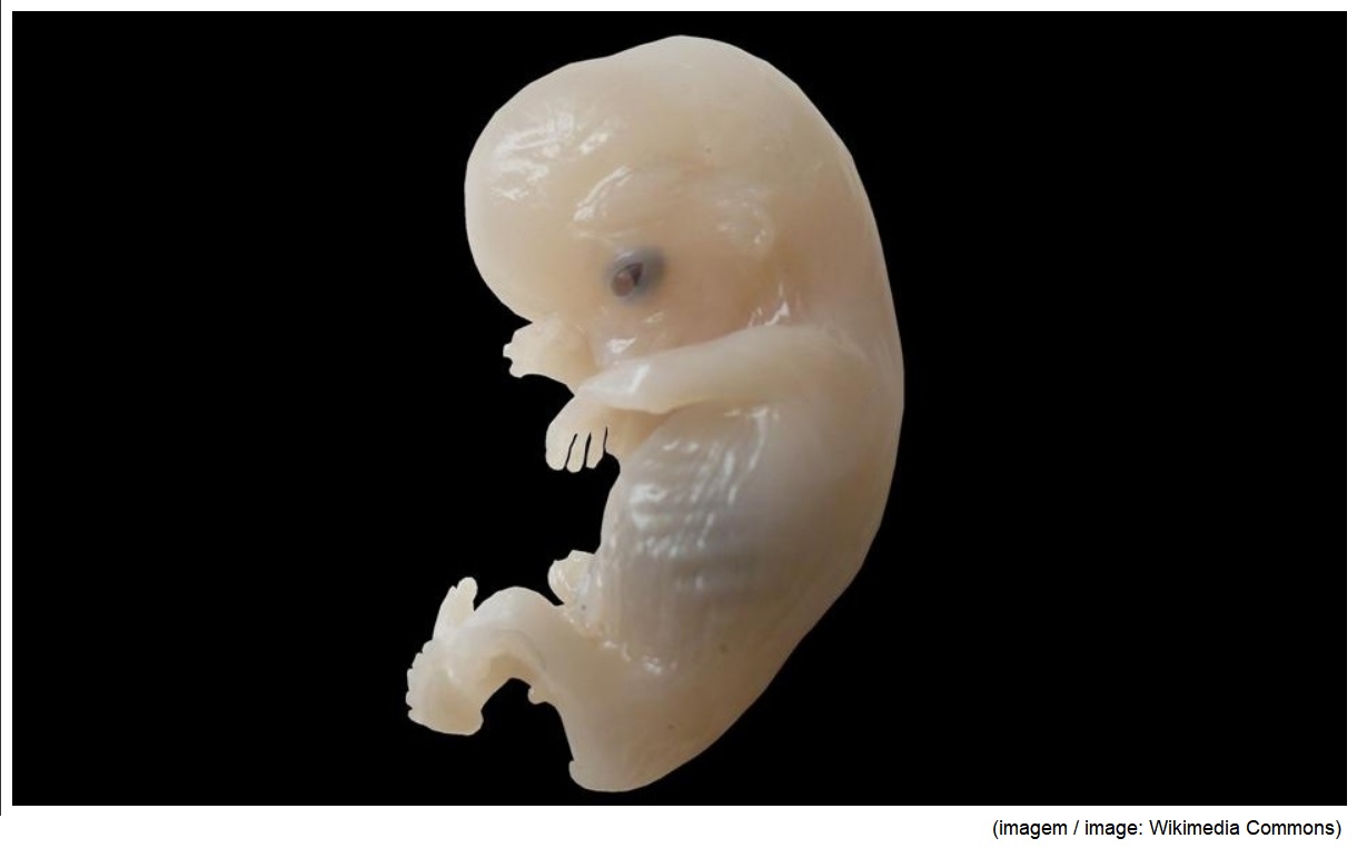 Study shows how low-protein intake during pregnancy can cause renal problems in offspring