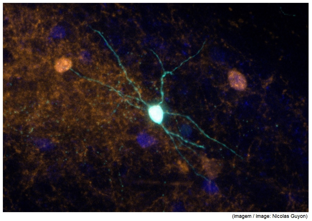 Scientists use genetic engineering to explore mechanisms involved in psychiatric disorders