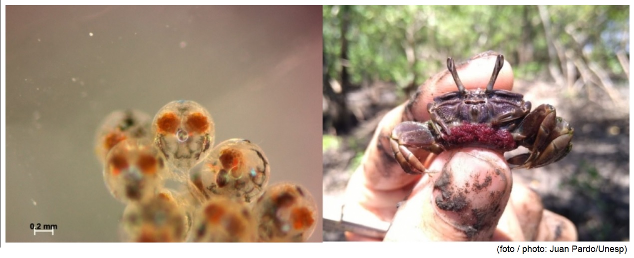 Experimento com caranguejos simula possíveis impactos das mudanças climáticas