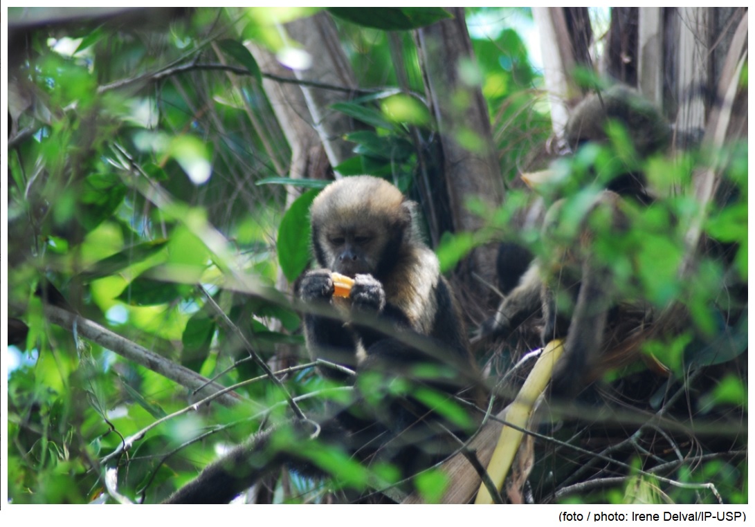 Caça afeta o comportamento de macacos-prego-do-peito-amarelo em reserva biológica na Bahia