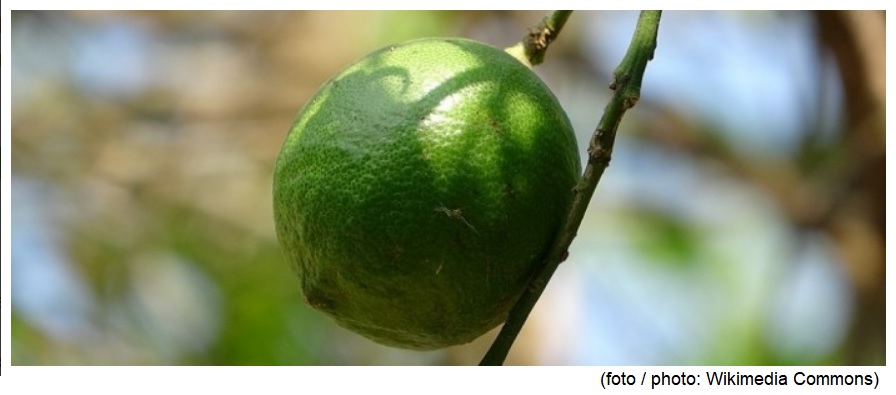 Nanopartículas aumentam o prazo de validade de frutos e flores