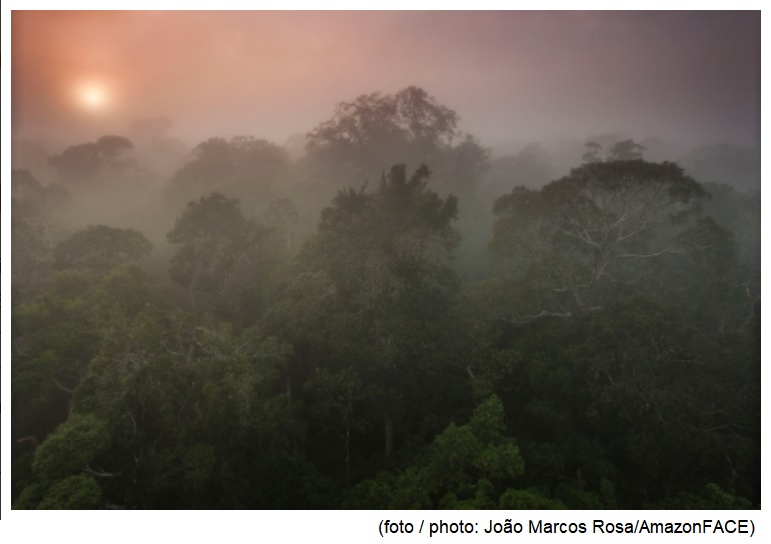 Aumento de CO2 na Amazônia pode ter impacto até maior que o do desmatamento na diminuição das chuvas