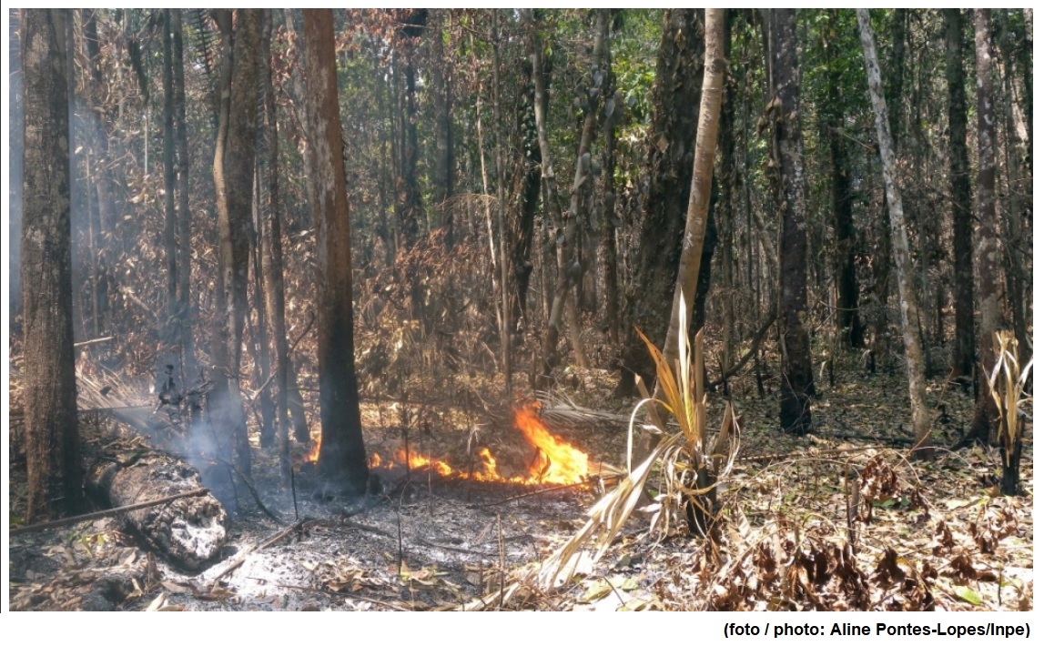 Incêndio em área úmida da Amazônia provoca perda de 27% das árvores em até três anos, aponta estudo