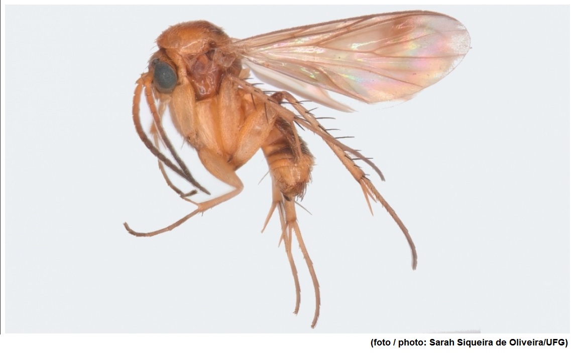 Após 15 anos de pesquisas, cientistas reconstroem evolução de grupos de mosquitos da era dos dinossauros