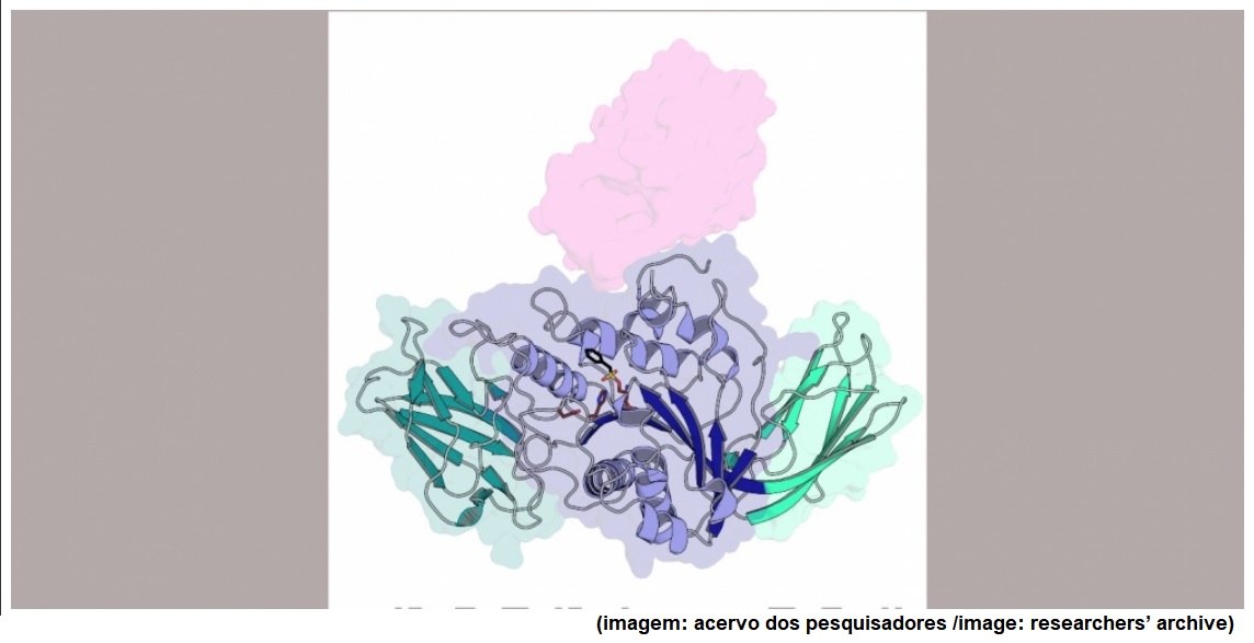 Bactéria do cancro cítrico pode ser aliada na produção de biorrenováveis