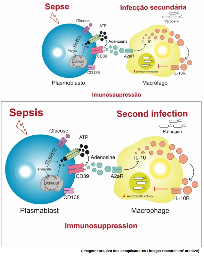 Identificado novo tipo de célula que torna os sobreviventes da sepse mais propensos a infecções