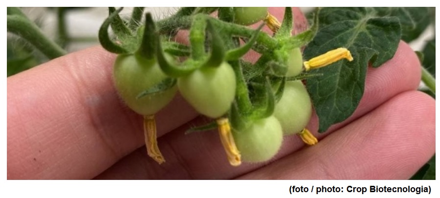Startup produz em tomate molécula para o tratamento de colesterol ruim