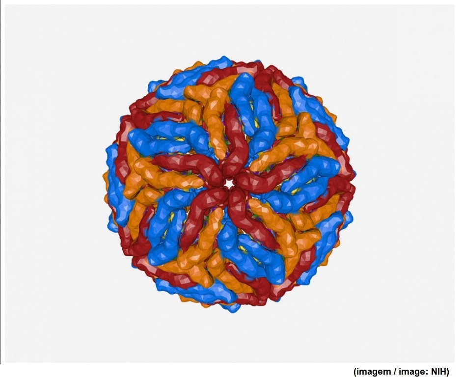 Proteína que ajuda o vírus zika a entrar na célula pode ser alvo para novos antivirais