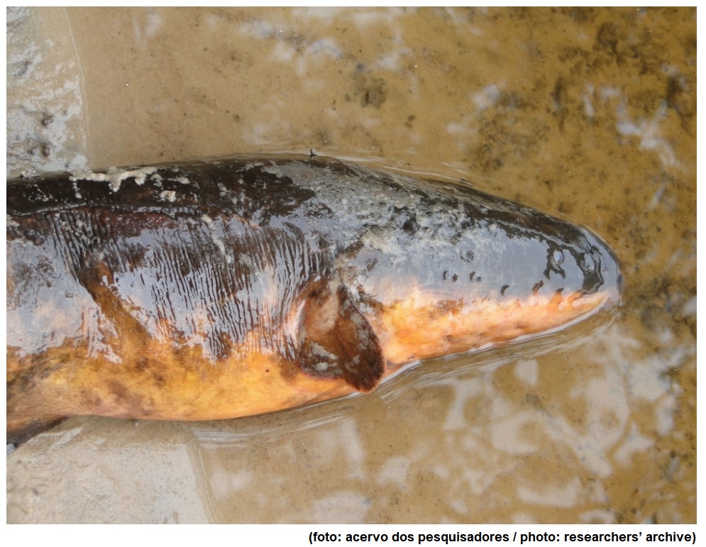 Espécies com espinhos e ‘armadura’ são as presas favoritas de peixe-elétrico da Amazônia