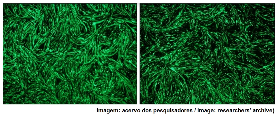 Exercise training reverses muscular atrophy caused by cancer and can extend patient lifespan