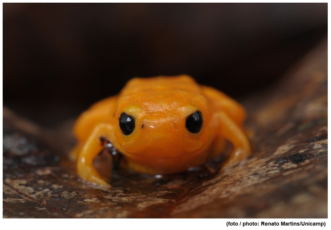 Aquatic fungus has already wiped amphibians off the map and now threatens survival of terrestrial frogs