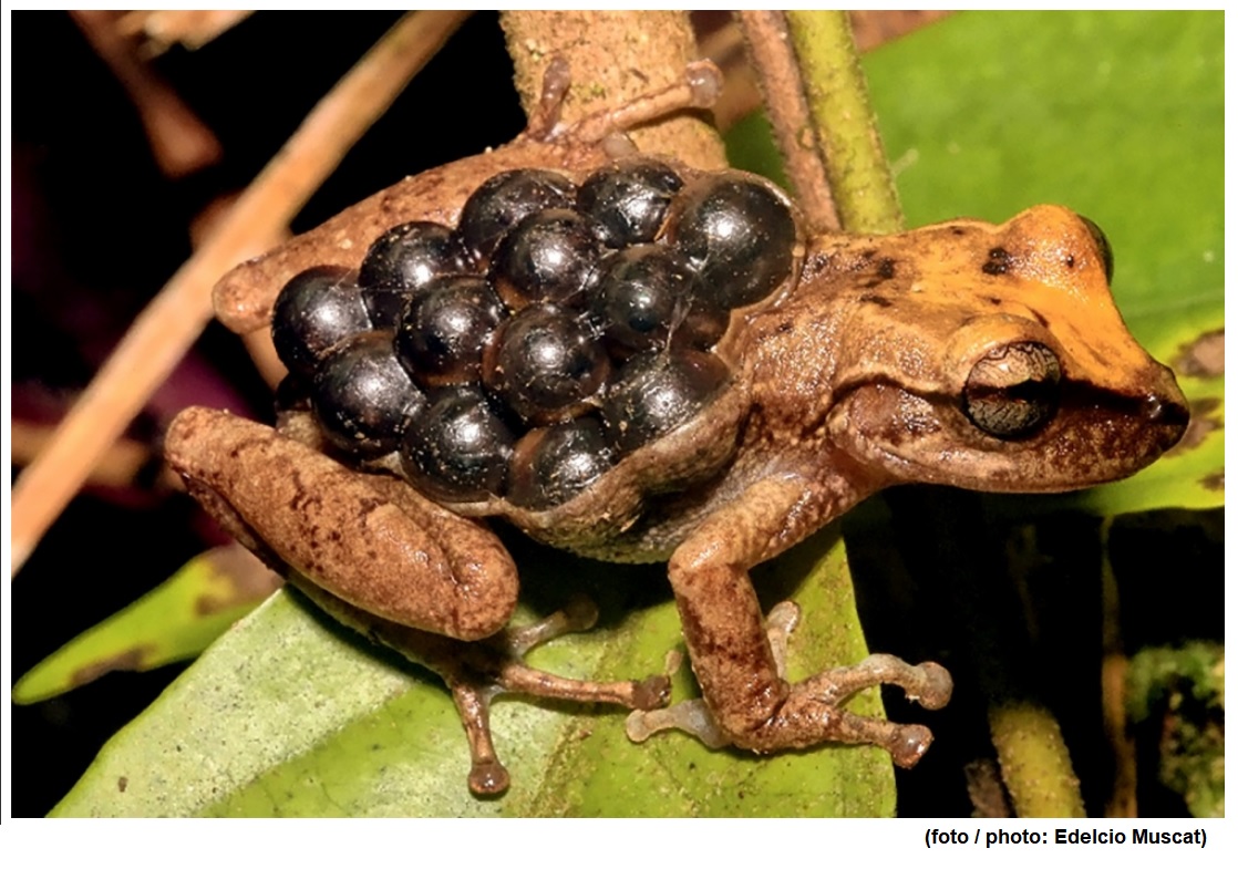 Study extends amphibians’ known reproductive modes from 39 to 74 and creates new classification