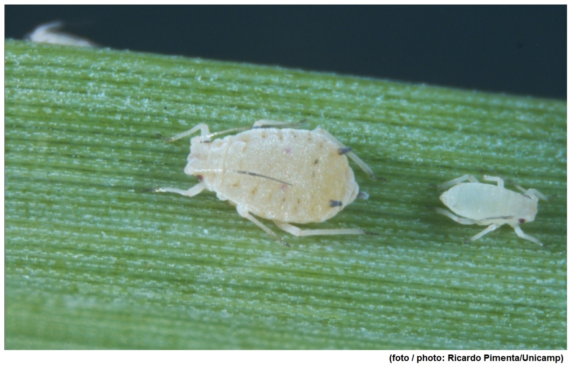 Artificial intelligence accelerates search for markers of resistance to sugarcane yellow leaf disease