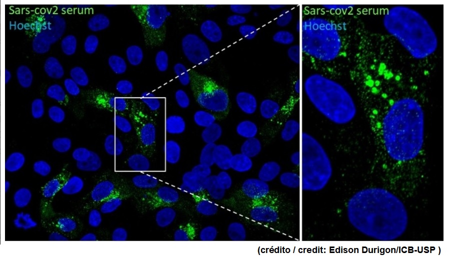 Molecule derived from colorant inactivates SARS-CoV-2 and can be used in oral hygiene products