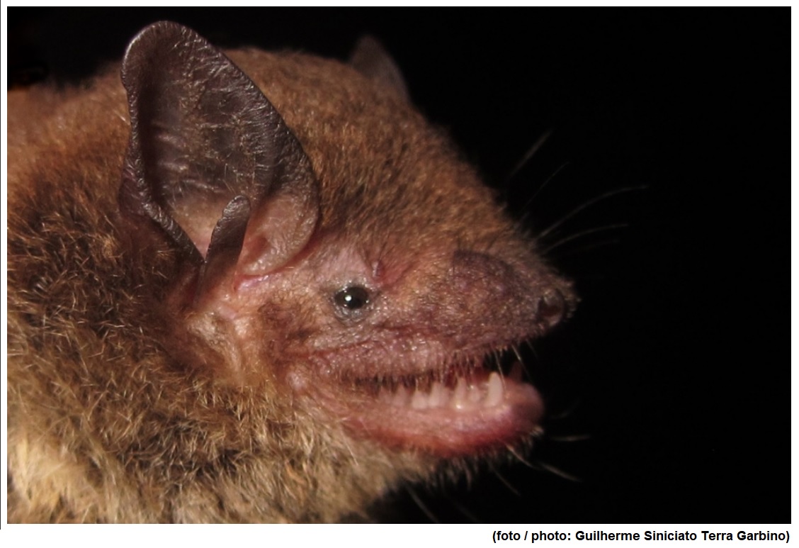 In bats, the ability to gestate twins is associated with a shorter lifespan