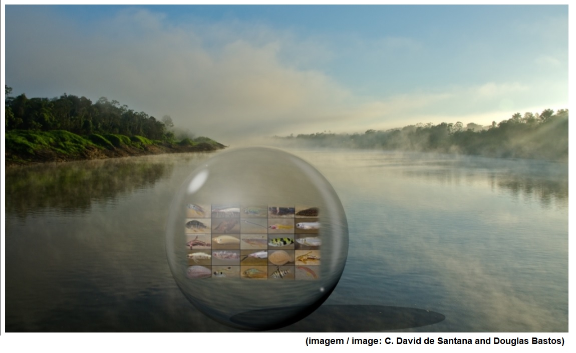 eDNA sequencing will enable scientists to explore piscine diversity in the Amazon without catching fish