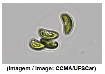 New species of green microalga identified in São Paulo