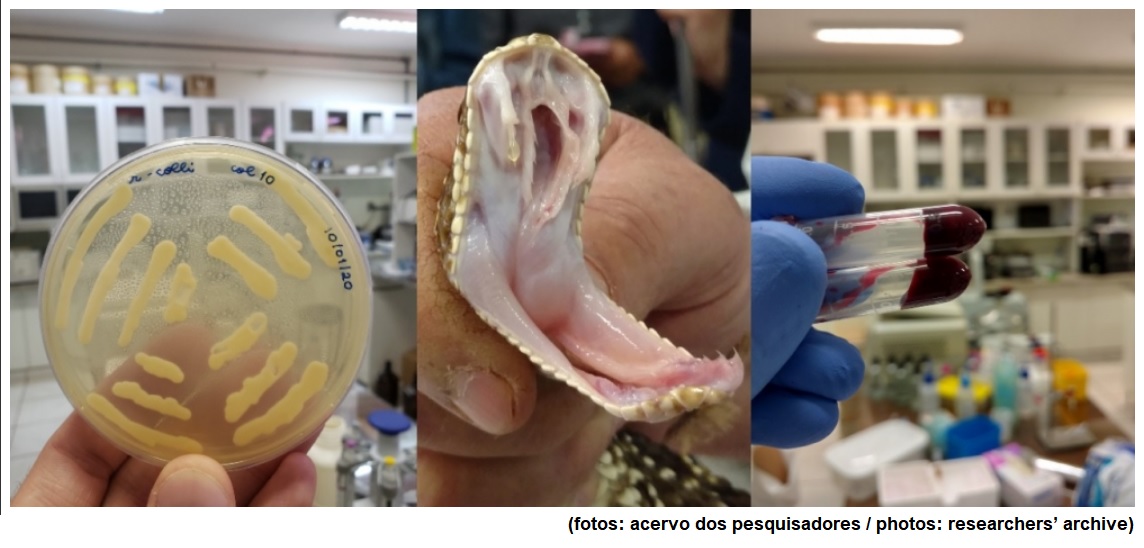 Modified protein from rattlesnake venom permits development of drug to modulate blood clotting