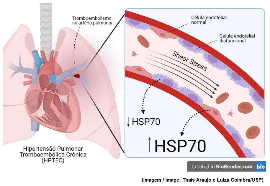 Scientists discover possible biomarker for vascular disease